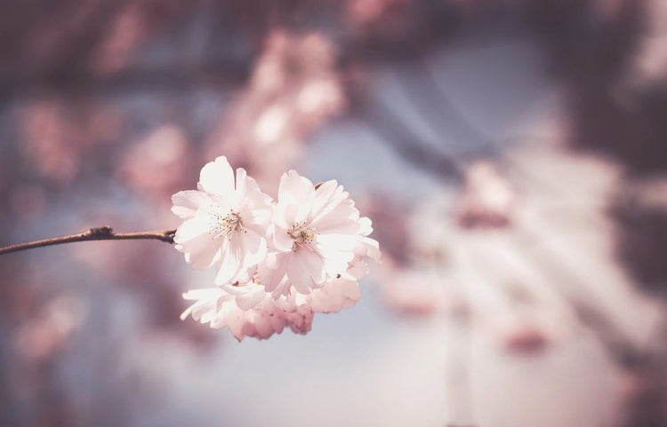 🌸Promotions Printemps 2025 ☀️